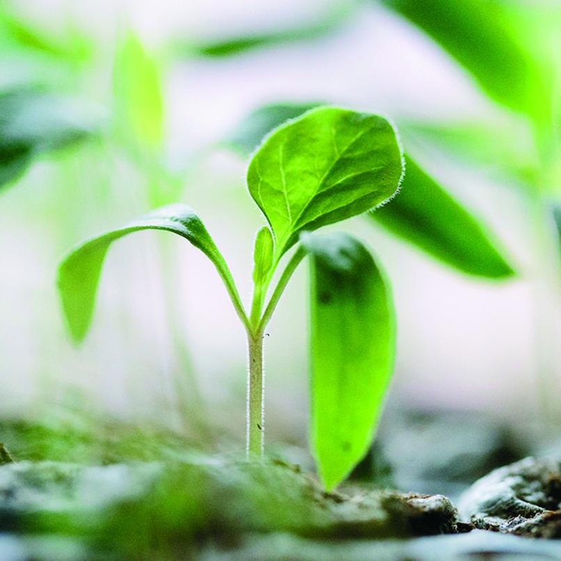 Bild av en liten växt, då temat för hållbART-festivalen 2020 är "Så ett frö".